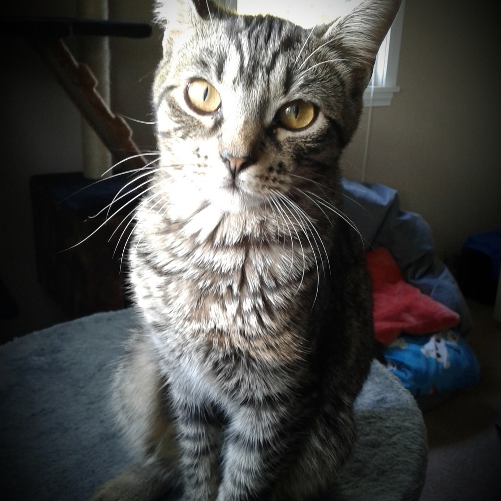 Meet your Posher, Gidget